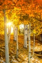 Aspen trees with sun shinning through Royalty Free Stock Photo