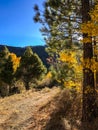 Aspen Trees through a trail in YNP