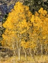 Aspen Trees through a trail in YNP