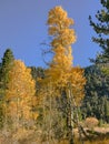 Aspen Trees through a trail in YNP