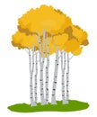 Aspen trees.Tree illustration ,Autumn tree