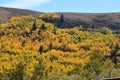 Autumn foliage in the Big Horn Mountains, WY