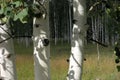 Aspen trees in the Utah mountains Royalty Free Stock Photo