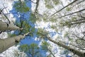 Aspen trees Royalty Free Stock Photo