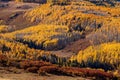 Aspen trees with vibrant fall colors in Colorado