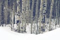 Aspen trees in Wasatch Mountain peaks in northern utah in the wintertime Royalty Free Stock Photo