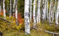 Aspen trees in Wasatch national forest during Royalty Free Stock Photo