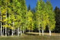 Aspen Trees White Bark Fall Color Royalty Free Stock Photo