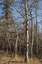 Aspen trees white bark tree trunks autumn landscape Royalty Free Stock Photo