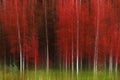 Aspen Trees White Trunk Lush Red in Autumn Forest Wilderness Royalty Free Stock Photo