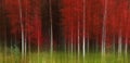 Aspen Trees White Trunk Lush Red in Autumn Forest Wilderness Royalty Free Stock Photo