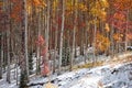 Aspen trees with winter mix in late autumn time