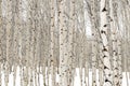 Aspen trees in winter with water soaked bark Royalty Free Stock Photo