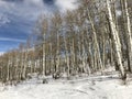 Aspen Trees in a Wintery Forrest