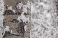 Aspen trunk with Snow after Blizzard Royalty Free Stock Photo