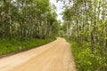 Dirt Road With Aspen Trees Horizontal Royalty Free Stock Photo
