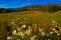 Aspen Wild Flower Grass Meadow Mountain landscape Royalty Free Stock Photo