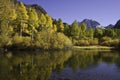 Aspens in Autumn reflected in pond