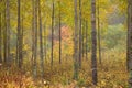 Aspens Royalty Free Stock Photo