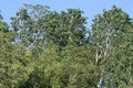 Aspens bend under the pressure of the wind