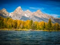 Aspens and Evergreens and Teton Mountains in Fall Royalty Free Stock Photo