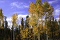 Aspens In Fall Royalty Free Stock Photo