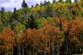 Aspens in fall Royalty Free Stock Photo