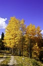 Aspens in Fall Royalty Free Stock Photo