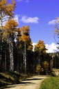 Aspens In Fall Royalty Free Stock Photo