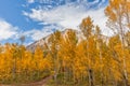 Aspens in Fall Royalty Free Stock Photo