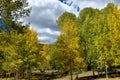 A stand of Aspens in Fall