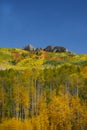 Aspens in Fall at Kebler Pass near Crested Butte Colorado America. The Aspens foliage change color from green to yellow leaves Royalty Free Stock Photo