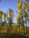 Aspens Fall 2019 Ouray CO 3