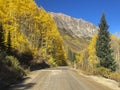 Aspens Fall 2019 Ouray CO 3 Royalty Free Stock Photo