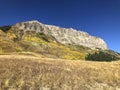 Aspens Fall 2019 Ouray CO 5 Royalty Free Stock Photo