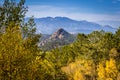 Aspens in the Fall Royalty Free Stock Photo