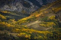 Aspen forest in Fall Color near Last Dollar Road Royalty Free Stock Photo