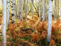 Aspens & Furn Royalty Free Stock Photo