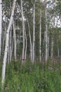 Vertical shot of a mountain Aspen stand Royalty Free Stock Photo