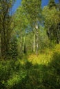 Aspens and Long Grass Royalty Free Stock Photo