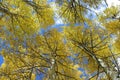 Aspens Overhead Royalty Free Stock Photo