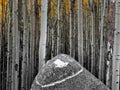 Aspens and Rock Royalty Free Stock Photo
