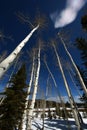 Aspens Royalty Free Stock Photo