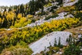 Aspens and Subalpine Firs