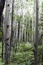 Aspens in summer Royalty Free Stock Photo