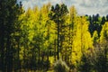 Aspens in the sunshine mixed with tall pines on the road up to Pikes Peak Colorado - Digital Painting