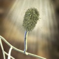 Aspergillus clavatus mold fungi, 3D illustration