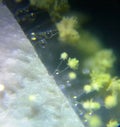 Aspergillus flavus mold growing on a leather sample under the microcope