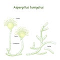 Aspergillus fumigatus is  a type of fungus causes aspergillosis Royalty Free Stock Photo
