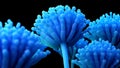 Aspergillus mold